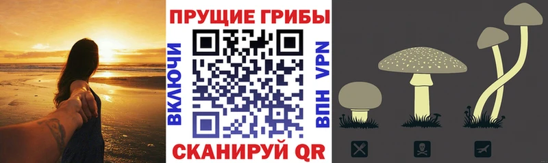 Галлюциногенные грибы GOLDEN TEACHER  ОМГ ОМГ как войти  Слободской  купить закладку 
